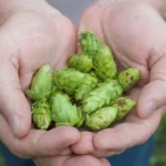 Motueka Hops: Menu, Prices, Hours, and What to Order