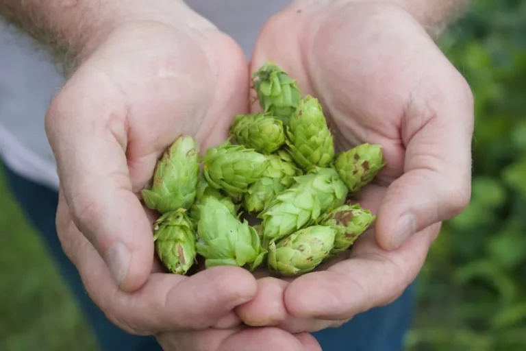 Motueka Hops: Menu, Prices, Hours, and What to Order