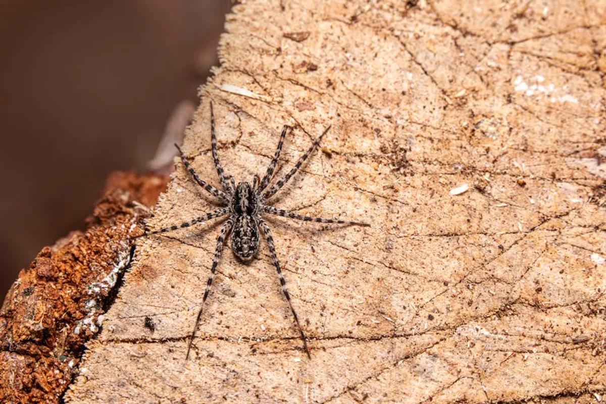 Wolf Spider Bite Treatment at Home